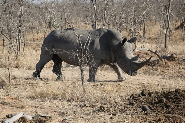 Rhinocéros Blanc Recouvert Boue — Photo