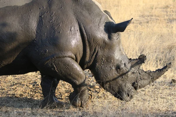 Witte Neushoorn Bedekt Met Modder — Stockfoto