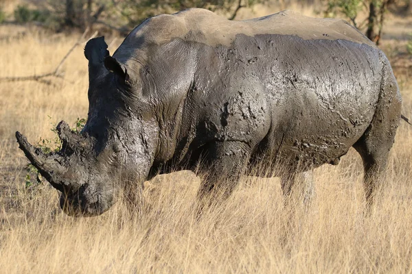 Biały Rhino Pokryty Błotem — Zdjęcie stockowe