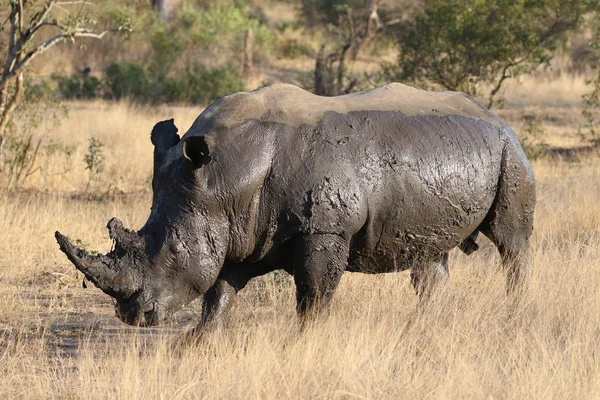 Rinoceronte Bianco Ricoperto Fango — Foto Stock