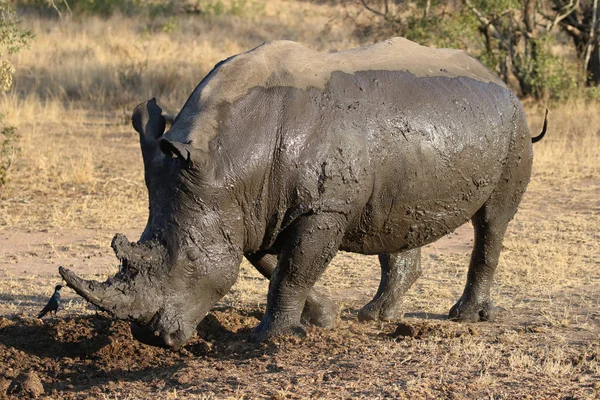 Rhinocéros Blanc Recouvert Boue — Photo