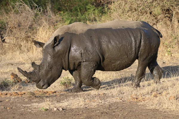 Biały Rhino Pokryty Błotem — Zdjęcie stockowe