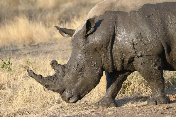 Biały Rhino Pokryty Błotem — Zdjęcie stockowe