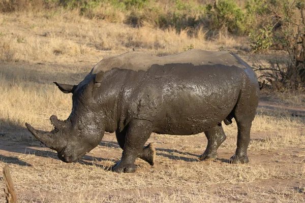 Biały Rhino Pokryty Błotem — Zdjęcie stockowe