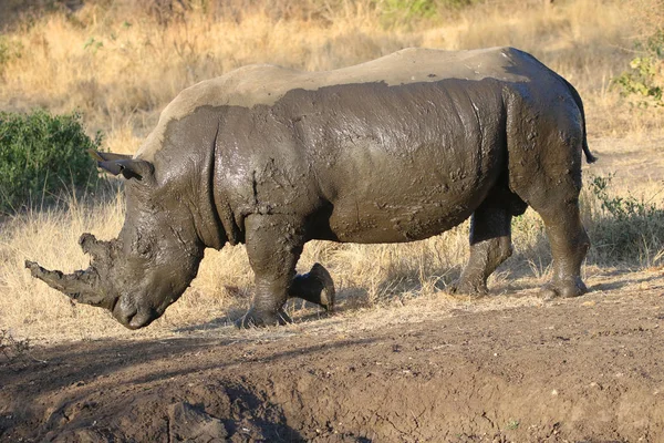 White Rhino Covered Mud — Stock Photo, Image