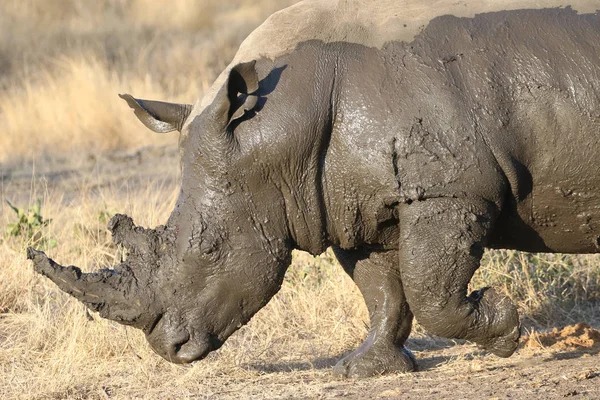 Rhinocéros Blanc Recouvert Boue — Photo