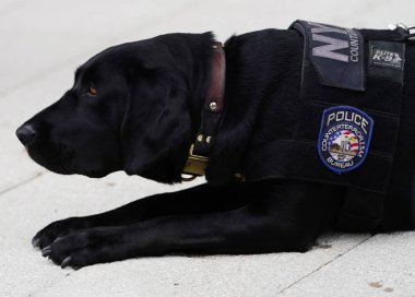 New York - 8 Eylül 2018: Nypd K-9 köpeği New York'taki 2018 Us Open'da Ulusal Tenis Merkezi'nde güvenlik sağlıyor 