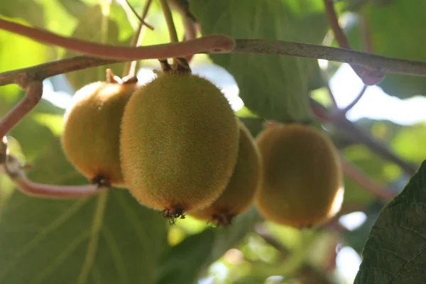 Cultivo Kiwi Vid — Foto de Stock