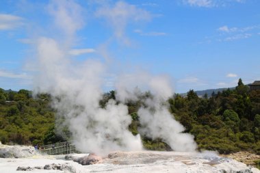 Pohutu Geyser in Te Puia National Park, Rotorua, Yeni Zelanda