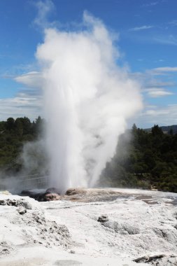 Pohutu Geyser in Te Puia National Park, Rotorua, Yeni Zelanda