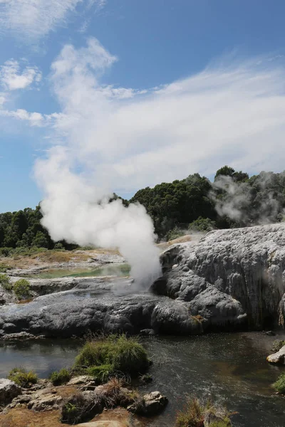 Steam Geysers Nel Parco Nazionale Puia Rotorua Nuova Zelanda — Foto Stock