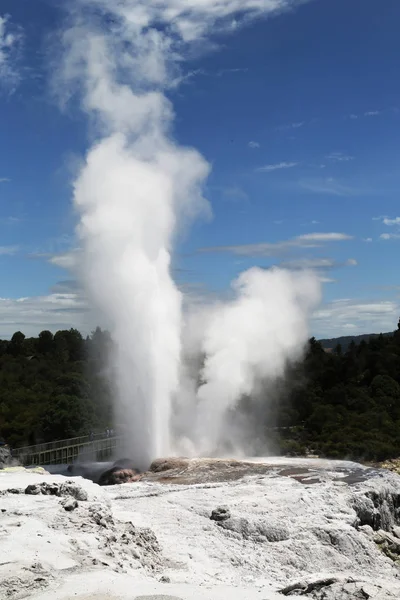 Pohutu Geyser Parque Nacional Puia Rotorua Nova Zelândia — Fotografia de Stock