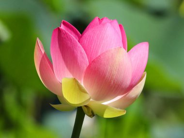 Bir parkta Güzel Lotus çiçek