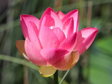 Bir parkta Güzel Lotus çiçek