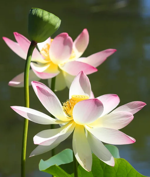 公園で美しい蓮の花 — ストック写真