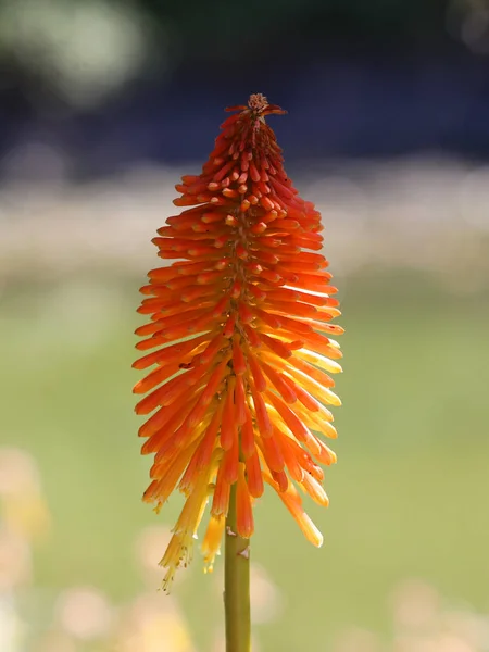 Piękny Kwiat Lotosu Parku — Zdjęcie stockowe