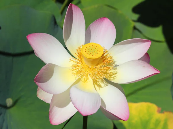 Όμορφο Λουλούδι Lotus Ένα Πάρκο — Φωτογραφία Αρχείου