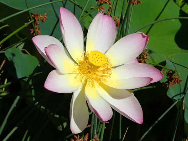 Belle Fleur Lotus Dans Parc — Photo