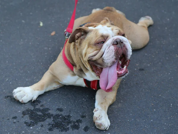 Leuke Engelse Bulldog Een Warme Dag — Stockfoto