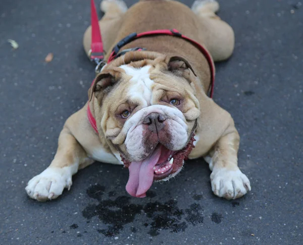 Niedliche Englische Bulldogge Einem Heißen Tag — Stockfoto