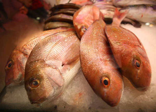 Pargo Rojo Mercado Pescado —  Fotos de Stock