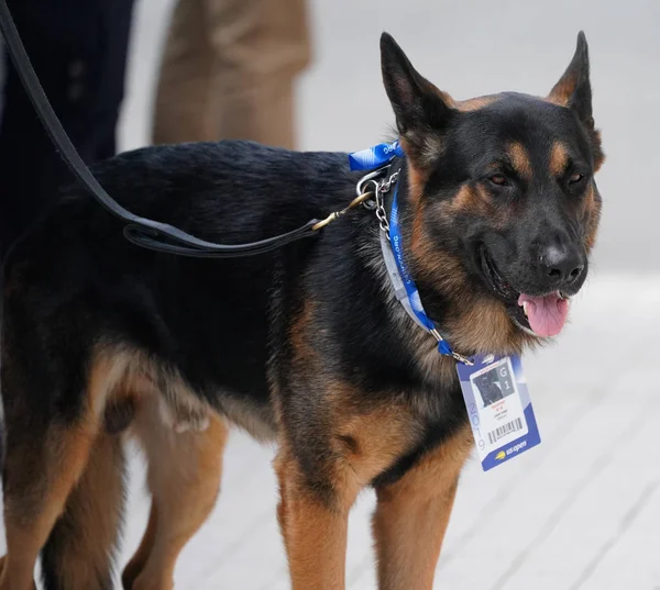 New York Augusti 2019 Nypd Transit Bureau Dog Ger Säkerhet — Stockfoto