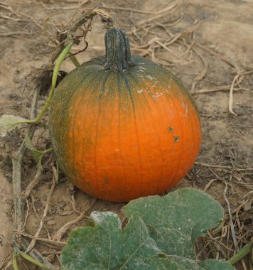 Tarlada portakal kabağı     