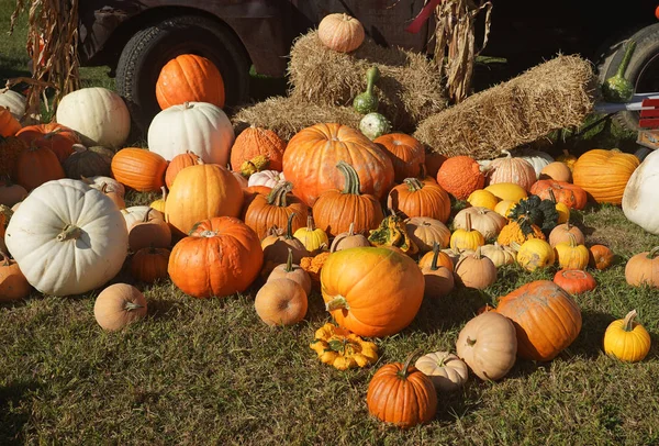 Bunte Zierkürbisse Beim Herbstfest — Stockfoto