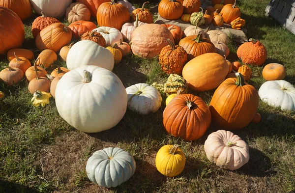 Bunte Zierkürbisse Beim Herbstfest — Stockfoto