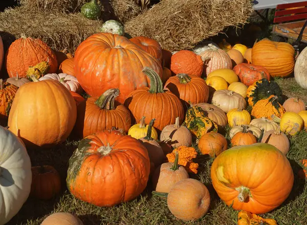 Bunte Zierkürbisse Beim Herbstfest — Stockfoto