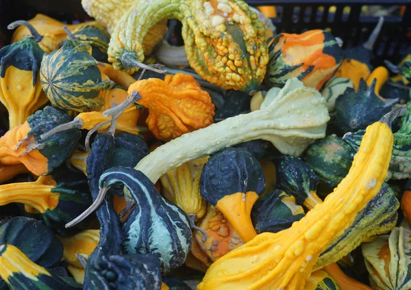 Цветные Декоративные Тыквы Осеннем Фестивале — стоковое фото