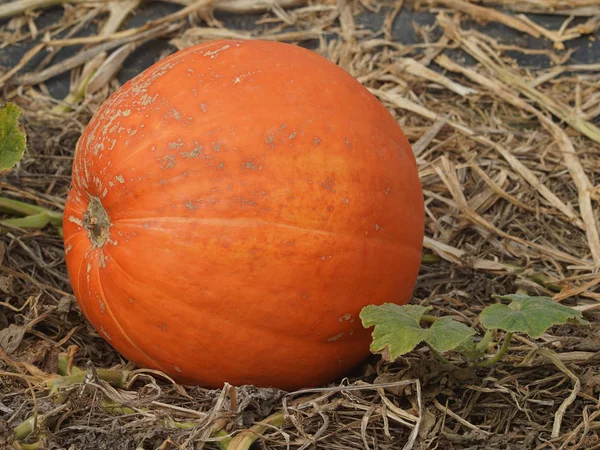 Tarlada portakal kabağı     