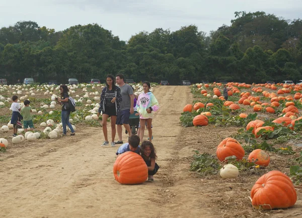 Water Mill New York October 2019 Pumpkin Picking Hank Pumpkintown — Stock Photo, Image