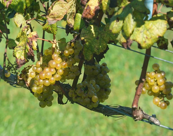 Ripe Wine Grapes Vine — Stock Photo, Image