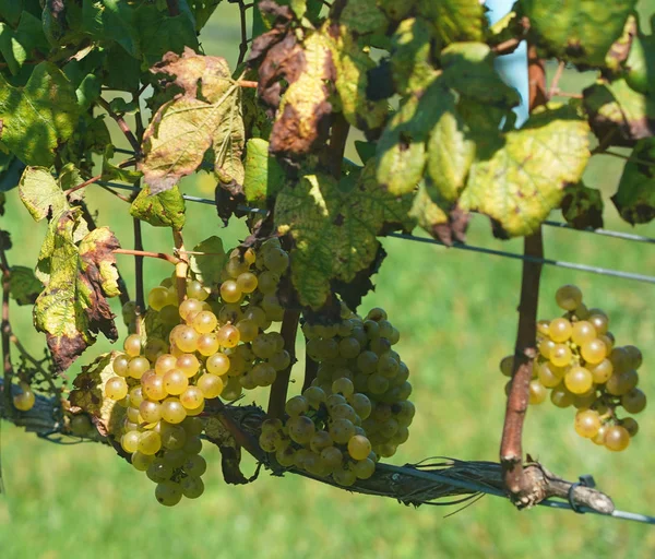 Ripe Wine Grapes Vine — Stock Photo, Image