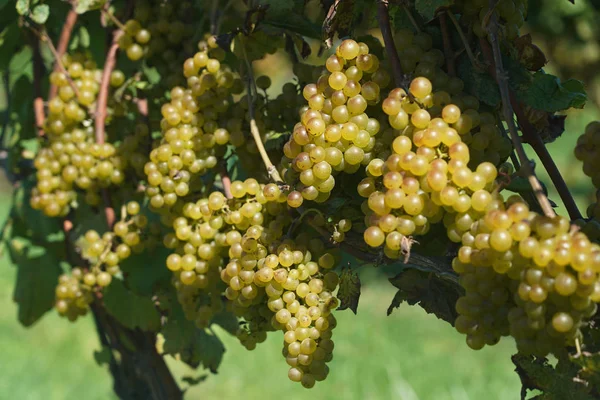 Ripe Wine Grapes Vine — Stock Photo, Image