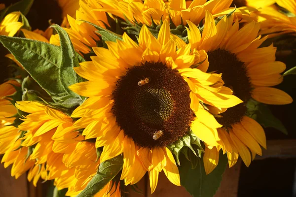 Bienen Auf Sonnenblumen Herbst — Stockfoto