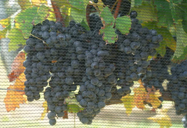 Ripe Wine Grapes Vine — Stock Photo, Image