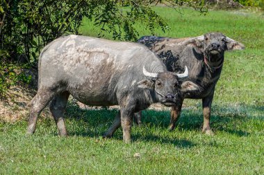 Kamboçya 'da bir tarlada bufalo.