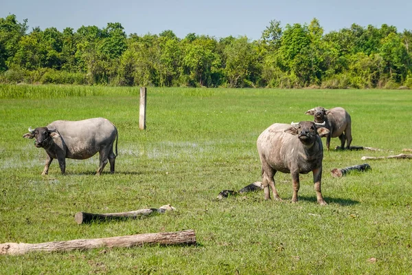 Wasserbüffel Auf Einem Feld Kambodscha — Stockfoto