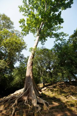 Angkor ne, Kamboçya 'da Zafer Kapısı yakınında bir Banyan ağacı. Bu kapı, Khmer İmparatorluğu 'nun eski başkenti olan bu harabelerdeki en ünlü sitelerden biridir..