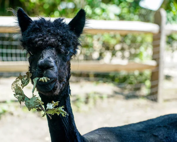 Lama Hayvan Çiftliğinde — Stok fotoğraf