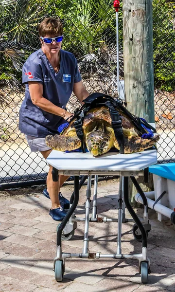 Juno Beach Florida Μαρτίου 2019 Νοσοκομείο Θαλάσσιας Χελώνας Στο Κέντρο — Φωτογραφία Αρχείου