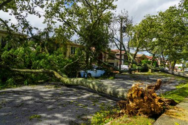 BrooKLYN, NEW YORK - 4 Ağustos 2020: Devrilen ağaçlar New York 'u vuran tropikal fırtına nedeniyle elektrik hatları, kaldırım ve araba hasar gördü 