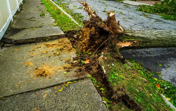 Fallen Trees Damaged Power Lines Sidewalk Car Aftermath Severe Weather — Stock Photo, Image