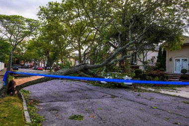  Devrilen ağaçlar New York 'u vuran tropik fırtına nedeniyle elektrik hatları, kaldırım ve araba hasar gördü. 