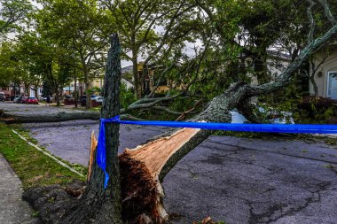  Devrilen ağaçlar New York 'u vuran tropik fırtına nedeniyle elektrik hatları, kaldırım ve araba hasar gördü. 