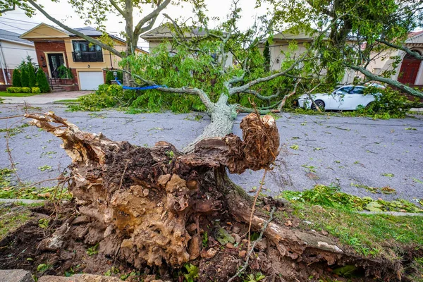 Brooklyn New York August 2020 Fallen Trees Damaged Power Lines — Stock Photo, Image