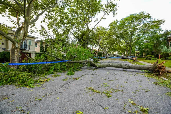 Fallen Trees Damaged Power Lines Sidewalk Car Aftermath Severe Weather — Stock Photo, Image