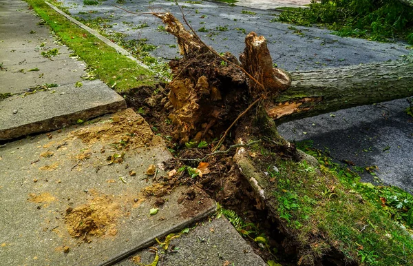 Fallen Trees Damaged Power Lines Sidewalk Car Aftermath Severe Weather — Stock Photo, Image